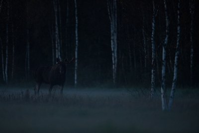 Põder
